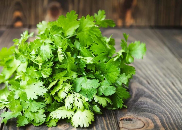 স্বাস্থ্য : শীতকালৰ জনপ্ৰিয় পাচলি ধনীয়া পাত সকলোতে ব্যৱহাৰ কৰে নেকি? জানি লওক ইয়াৰ ফলত কি হয়