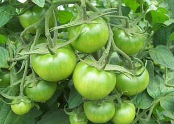 স্বাস্থ্য : কেঁচা বিলাহীৰ উপকাৰিতা