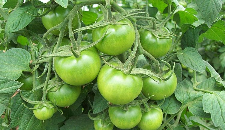স্বাস্থ্য : কেঁচা বিলাহীৰ উপকাৰিতা