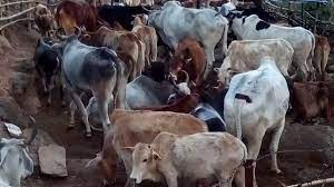 cattle thieves 