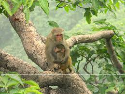 বিৰল প্রজাতিৰ বান্দৰ