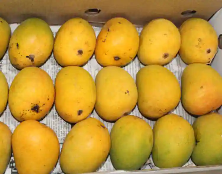 ফলৰ ৰজা আম