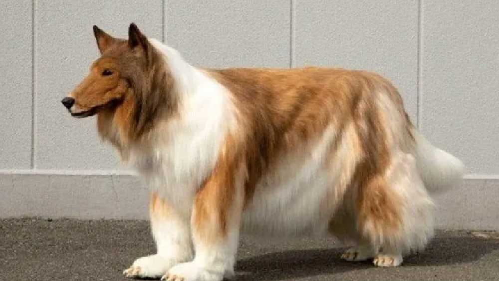 মানুহৰ পৰা কুকুৰ হ'ল জাপানৰ এজন যুৱক