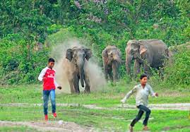 বনৰীয়া হাতীৰ আক্ৰমণত মহিলাৰ কৰুণ মৃত্যু
