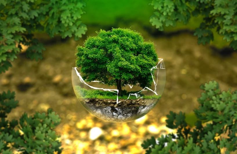 Environment Day