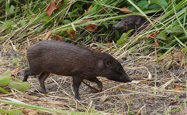 Pygmy Hogs