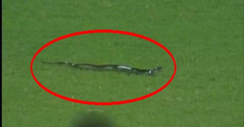 বৰ্ষাপাৰাত ষ্টেডিয়ামত ওলাল এডাল প্ৰকাণ্ড সাপঃ