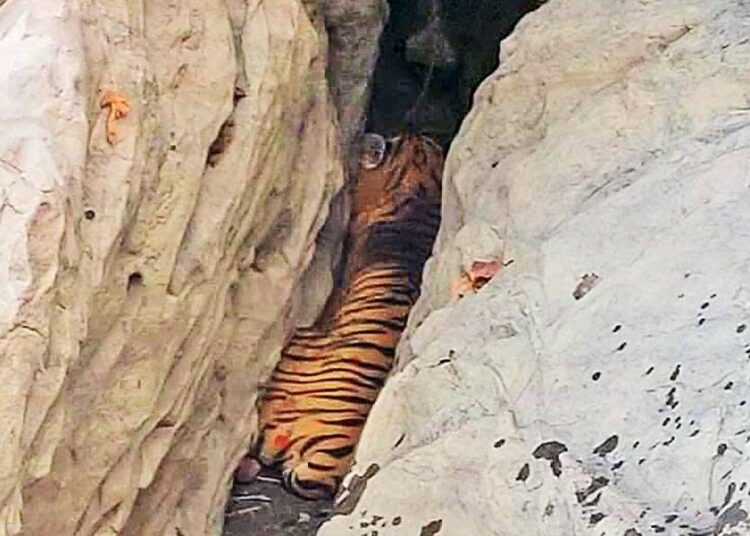 উমানন্দত Royal Bengal Tiger, গুৱাহাটীত হুলস্থুল 1 উমানন্দত Royal Bengal Tiger, গুৱাহাটীত হুলস্থুল