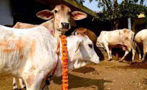 cow2 | ASSAM TIMES POST