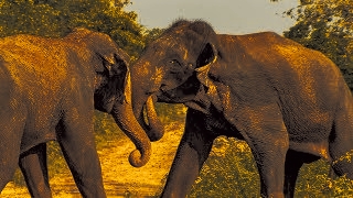 Man Vs Elephant Karbi Anglong! পশ্চিম কাৰ্বিআংলং জিলাৰ লিংডিং অঞ্চলত হাতীৰ উপদ্ৰৱ অব্যাহতঃ নিহত ১