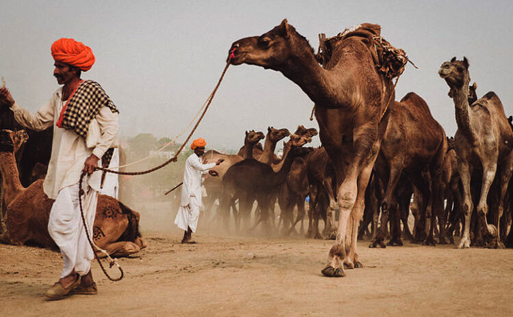 Camel was beaten to death : উন্মাদ হৈ মালিকৰ মূৰ কামুৰি হত্যা ! ৰাজস্থানত গণপ্ৰহাৰত উটৰো মৃত্যু