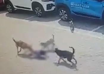 Street Dogs I কুকুৰৰ দলবদ্ধ আক্ৰমণত প্ৰাণ গ’ল পাঁচ বছৰীয়া শিশুৰ!