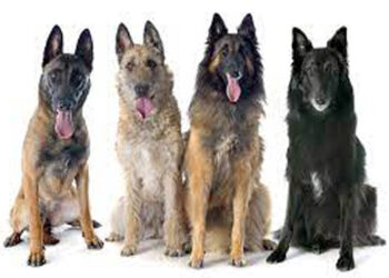 LoC I সন্ত্ৰাসবাদী আক্ৰমণ বা বৰফৰ ফাঁট, পাক সীমান্তত স্থানীয় কুকুৰৰ ওপৰত নিৰ্ভৰশীল সৈন্য