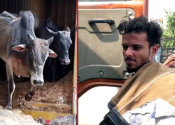 Cattle smuggling I নগাঁৱত ৩৬ টা চোৰাং গৰুসহ কণ্টেনাৰ জব্দ