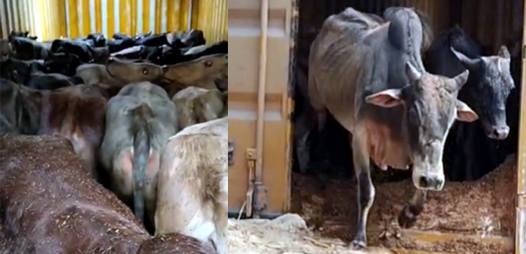 গৰুসহ কণ্টেনাৰ জব্দ: