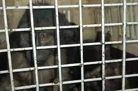Rare Species of Monkey Seized in Cachar I কাছাৰৰ মিজোৰাম সীমান্তত বিৰল প্ৰজাতিৰ বান্দৰ উদ্ধাৰ, আটক ২