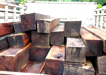 Illegal timber I বৰলাংফেৰত অবৈধ কাঠ ভৰ্তি টাটা মোবাইল বাহন জব্দ