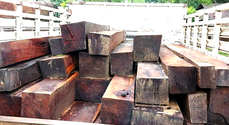 Illegal timber I বৰলাংফেৰত অবৈধ কাঠ ভৰ্তি টাটা মোবাইল বাহন জব্দ