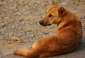 Meghalaya Street Dogs I 