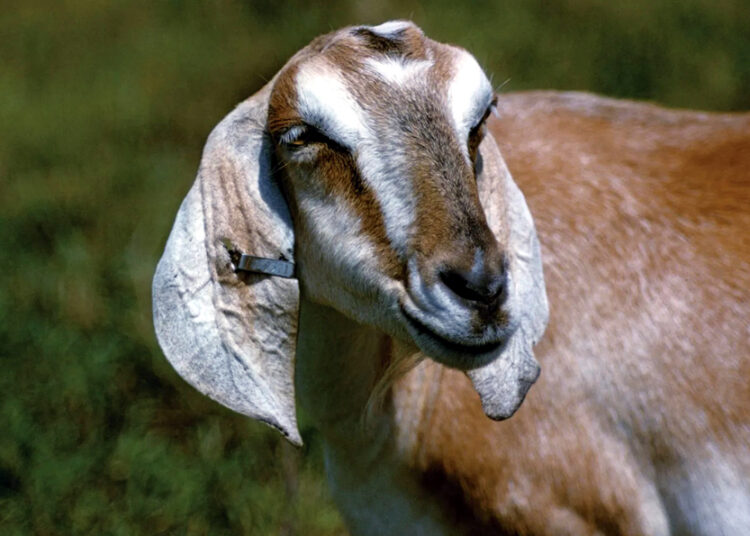 Chhattisgarh man kills goat, goat’s eye kills man I মনোকামনা পূৰ্ণ হোৱাৰ বাবে ছাগলী বলি : সেই ছাগলীৰ চকুৱেই প্ৰাণকাঢ়িলে বলিদাতাৰ