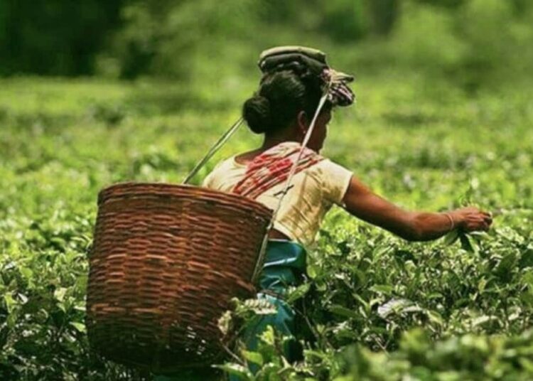 Check illegal blending to protect Darjeeling tea : CAG I দাৰ্জিলিং চাহৰ গুণগত মান সন্দৰ্ভত কেগৰ প্ৰতিবেদন