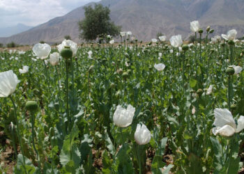 Popi cultivation in Manipur I আফিং খেতি ধ্বংস কৰিবলৈ প্ৰয়োজনত দিব বায়ুসেনাৰ বিমান, মণিপুৰক আশ্বাস প্ৰতিৰক্ষা মন্ত্ৰীৰ