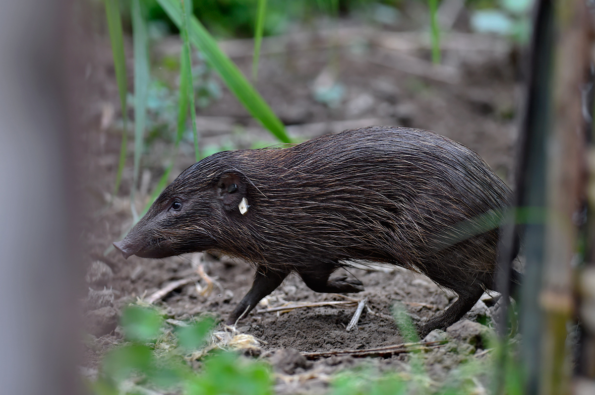 8 scarcely seen Pygmy Hogs were brought back to their native environment in Manas National Park in Assam