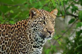 A leopard was rescued 