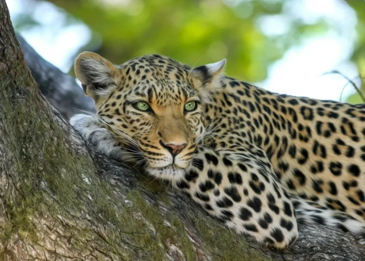 A leopard was rescued from the ONGC campus in Sivasagar, Assam.