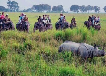 Kaziranga National Park I কাজিৰঙা ৰাষ্ট্ৰীয় উদ্যানত অনিৰ্দিষ্টকাললৈ স্থগিত হাতী ছাফাৰী