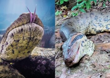 World largest snake killed I বিশ্বৰ সৰ্ববৃহৎ সাপক গুলীয়াই হত্যা
