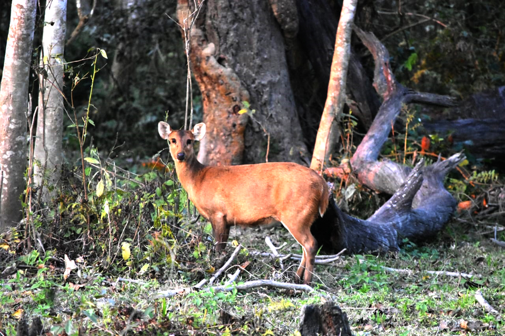 kazi 4 1 | ASSAM TIMES POST