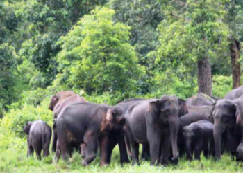 Joyful Reunion: Elephants Triumphantly Return to Kaziranga as Floodwaters Recede, Announces Himanta Biswa Sarma