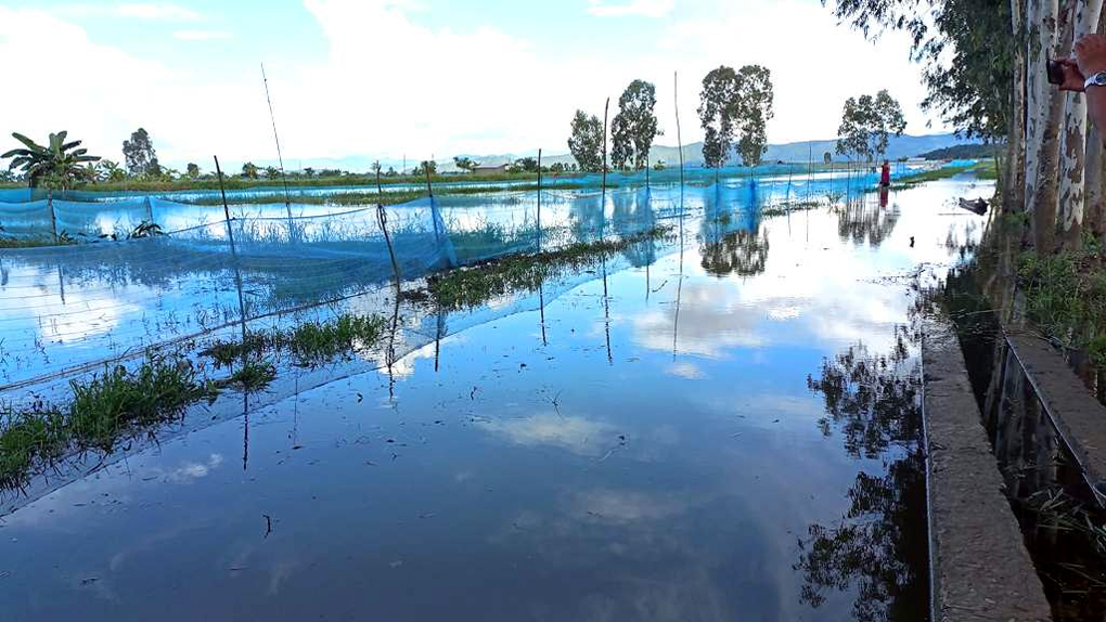 Manipur Floods Cause Catastrophic Loss to Fish Farms, Affecting Livelihoods