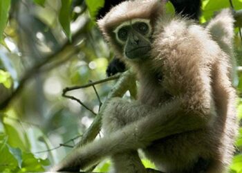 Breaking News: Centre Greenlights Vital Oil Exploration in Assam’s Beloved Hoolock Gibbon Sanctuary