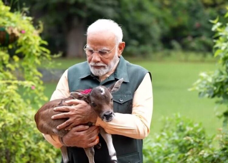 Heartwarming! Himanta Biswa Sarma Declares PM Modi’s Adorable Calf Moment the ‘Cutest Video on the Internet!’