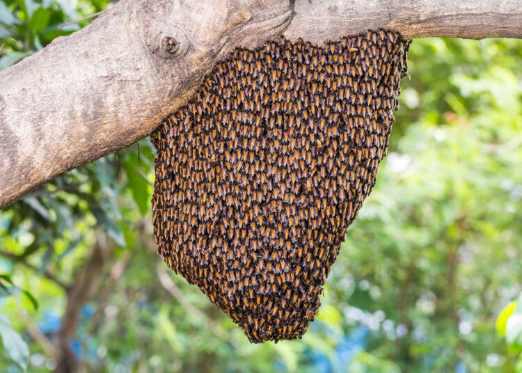 Bee Swarm Incident Injures 15 Students at Rongkiri Don Bosco School in West Karbi Anglong