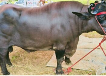 Buffallo Shocking Price I এটা ম’হৰ দাম ২৩ কোটি ! ক’ত আছে এই ম’হটো ?