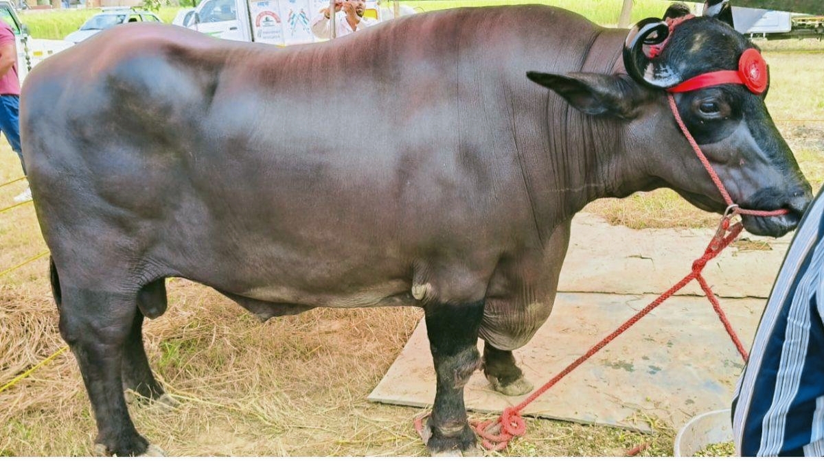 Buffallo Shocking Price I এটা ম’হৰ দাম ২৩ কোটি ! ক’ত আছে এই ম’হটো ?