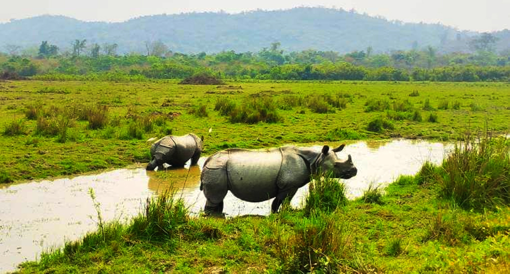 Authorities Capture 4 Notorious Rhino Poachers, Seize Deadly Weapons!