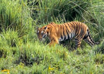 Tiger Carcass Found in Assam’s Iconic Kaziranga National Park