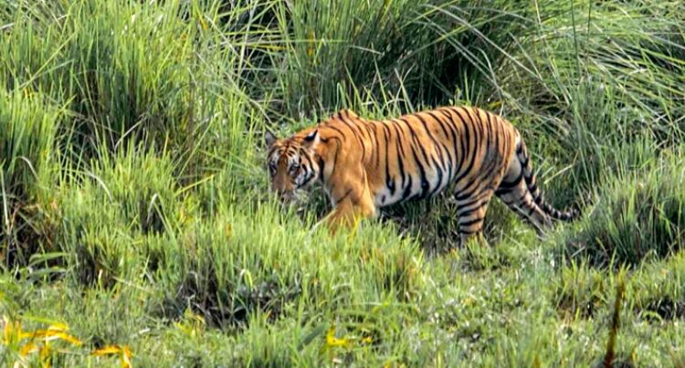 Tiger Carcass Found in Assam’s Iconic Kaziranga National Park