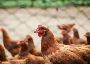 National Chicken Day: A Celebration of Nutrition and Heritage in Guwahati