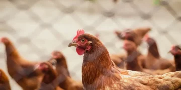 National Chicken Day: A Celebration of Nutrition and Heritage in Guwahati