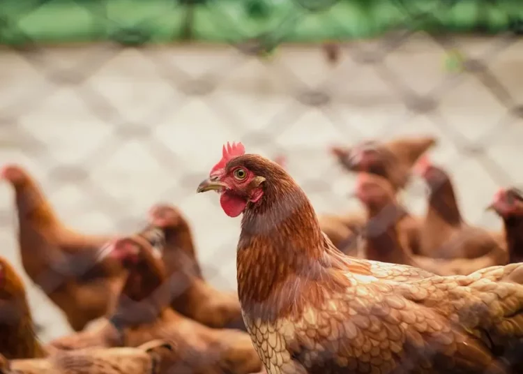 National Chicken Day: A Celebration of Nutrition and Heritage in Guwahati