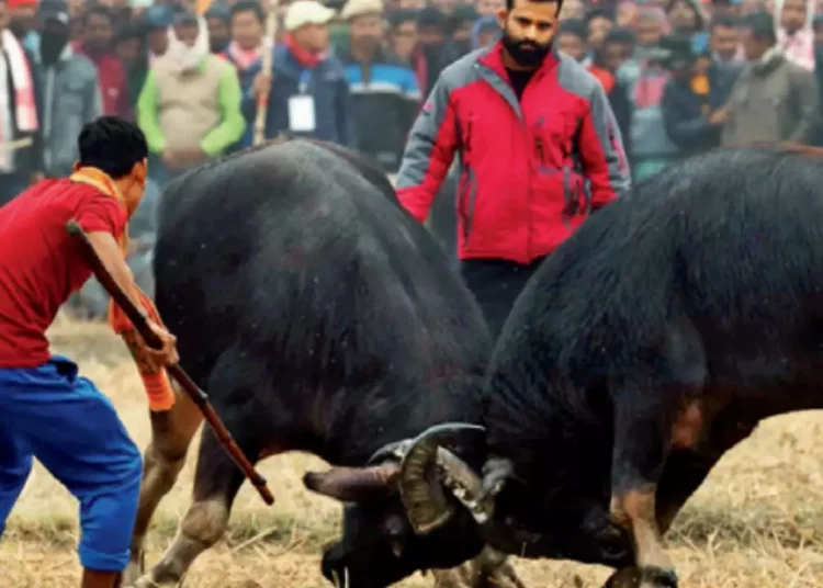 Gauhati High Court’s Landmark Decision Ends Buffalo and Bulbul Fights in Assam