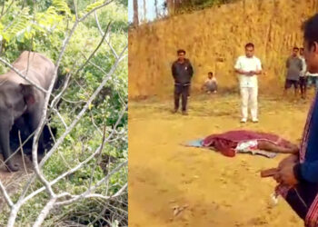 ডিফুত বনৰীয়া হাতীৰ গছকত মৃত্যু যুৱকৰ: