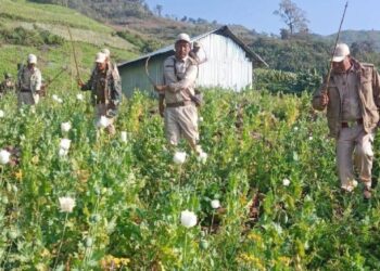 Manipur Police Triumphantly Dismantles 59 Acres of Illegal Poppy Fields in Ukhrul and Kangpokpi, Leading to Dramatic Arrests