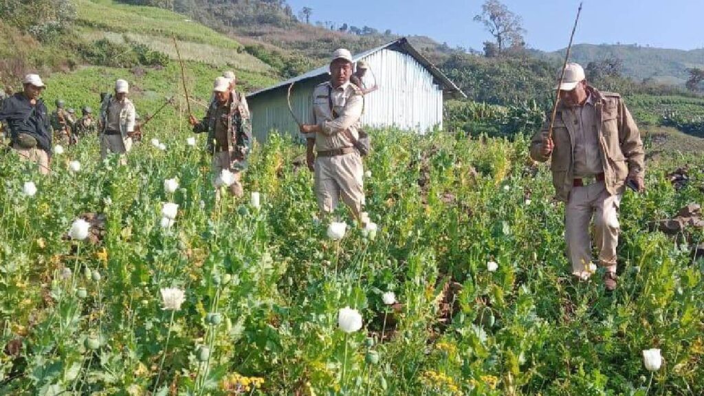 Manipur Police Triumphantly Dismantles 59 Acres of Illegal Poppy Fields in Ukhrul and Kangpokpi, Leading to Dramatic Arrests 3 Manipur Police Triumphantly Dismantles 59 Acres of Illegal Poppy Fields