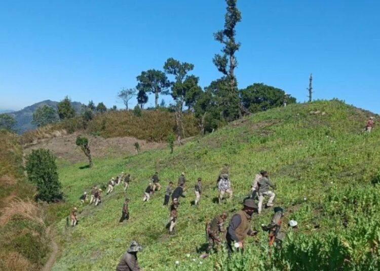 Triumphant Victory । Illegal Poppy Empire Obliterated in Churachandpur – Over 5.7 Acres Freed!